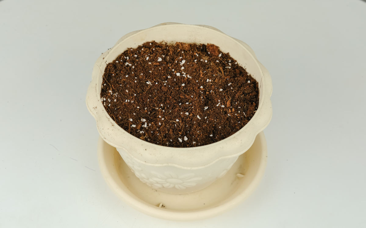 球兰花怎样才能养才开花（4个关键点养护球兰）