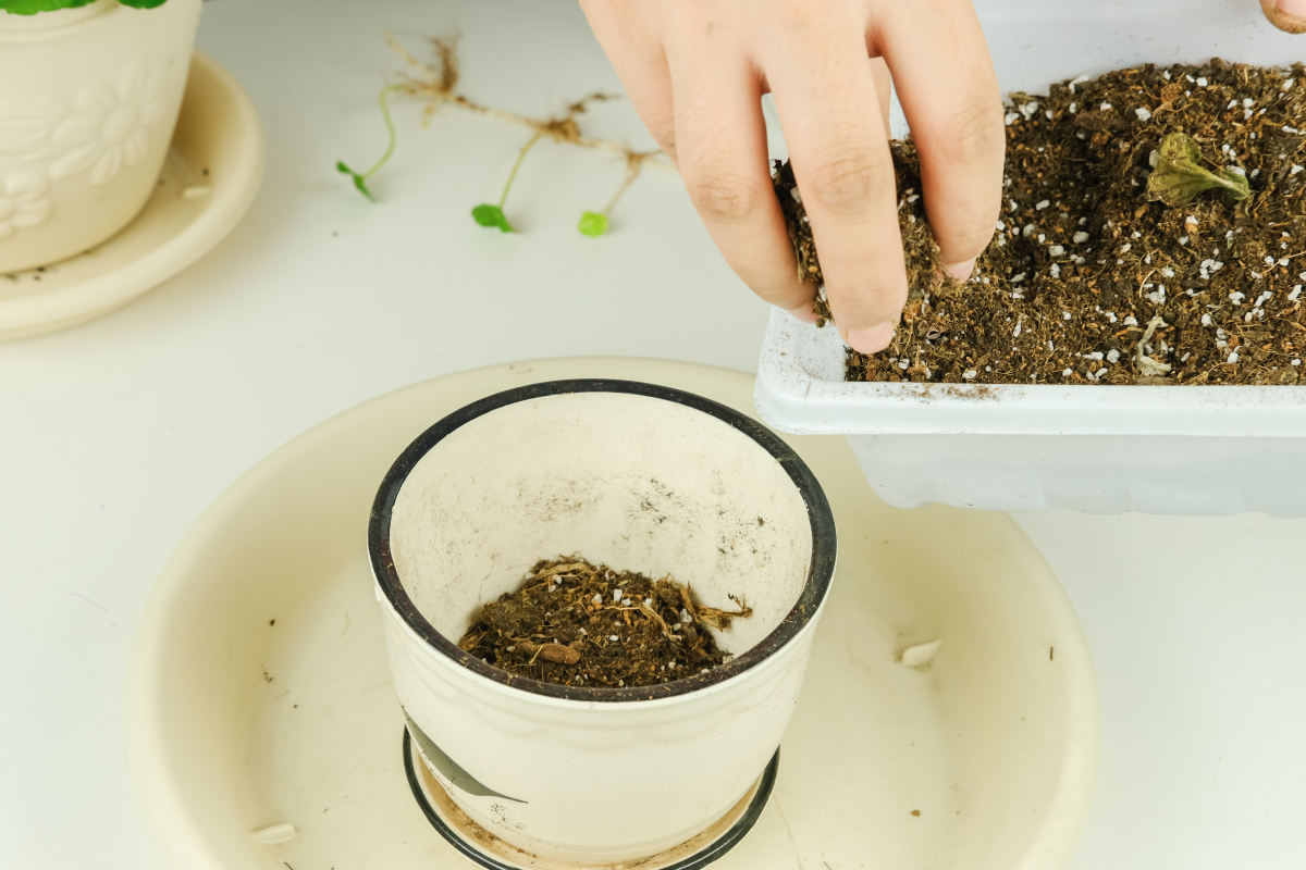 球兰花怎样才能养才开花（4个关键点养护球兰）