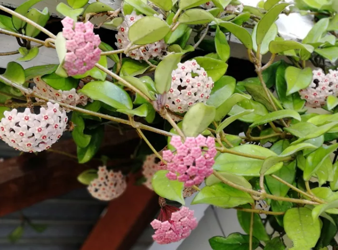 球兰花怎样才能养才开花（4个关键点养护球兰）