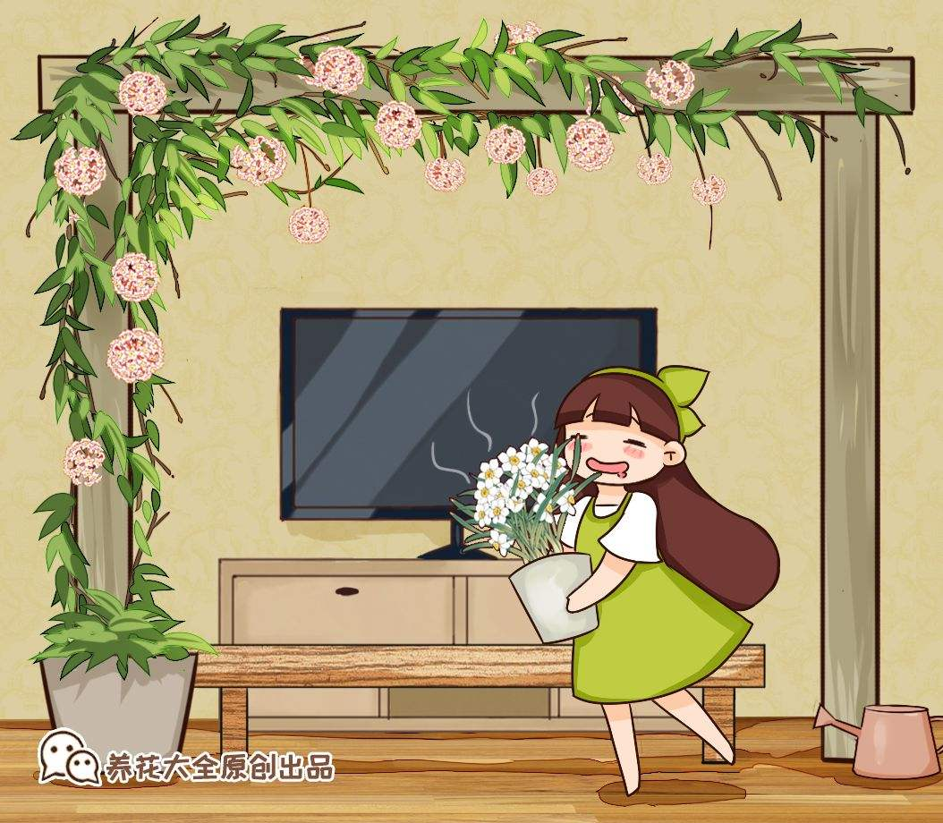 球兰花怎样才能养才开花（4个关键点养护球兰）