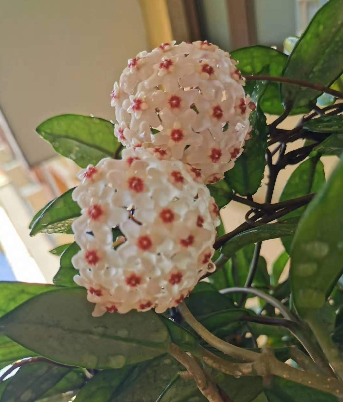 球兰花怎样才能养才开花（4个关键点养护球兰）