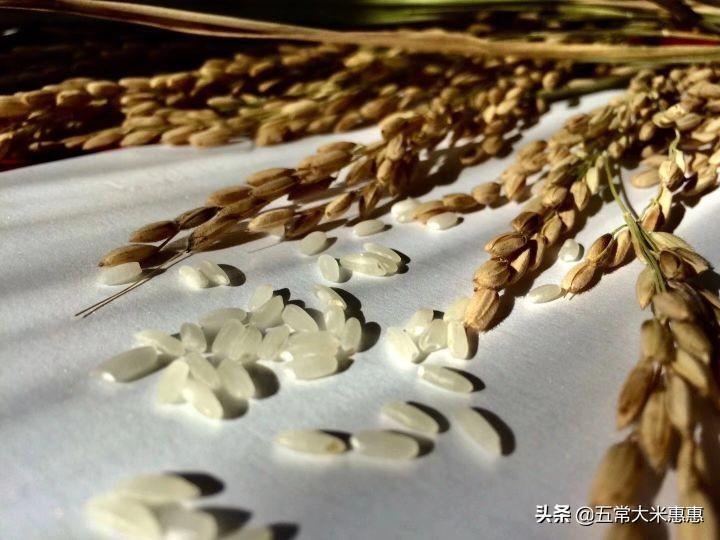 正宗五常大米产地是哪里（全国五常大米产地哪里）(图3)