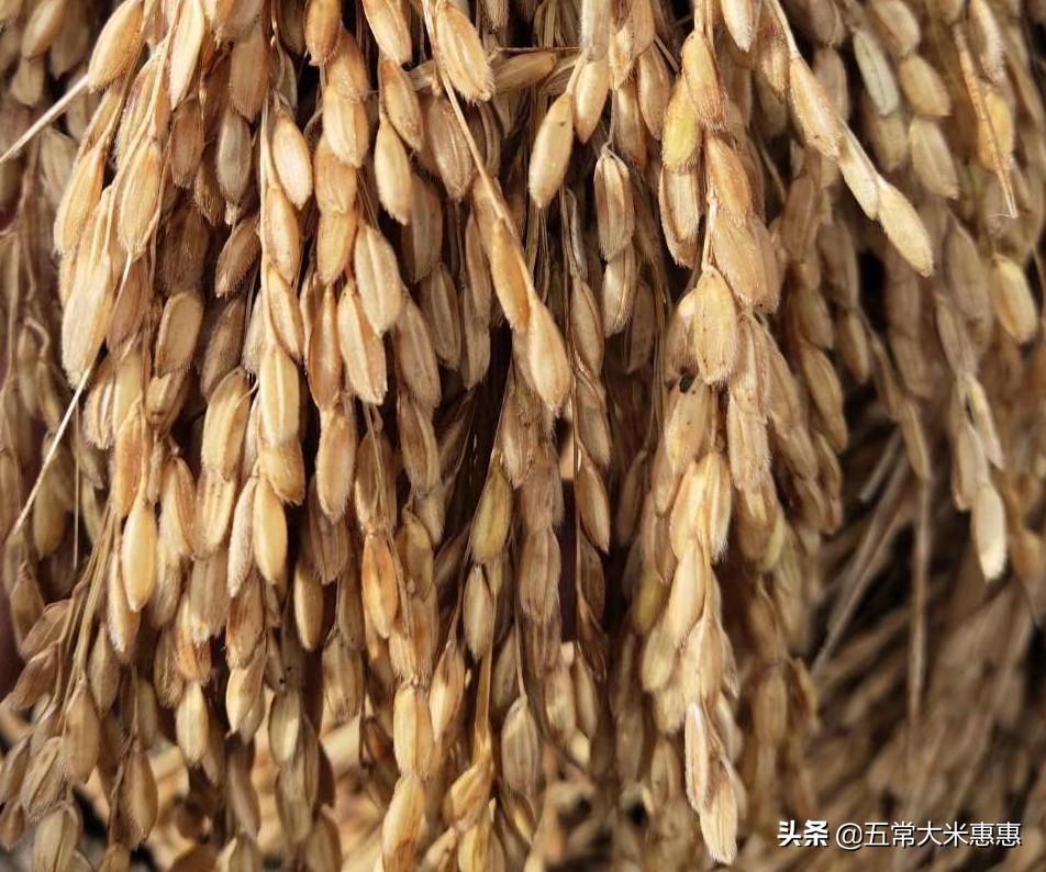 正宗五常大米产地是哪里（全国五常大米产地哪里）(图7)