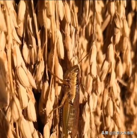 正宗五常大米产地是哪里（全国五常大米产地哪里）(图2)