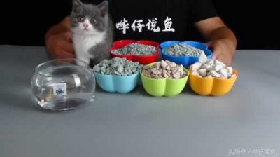 ​锦鲤鱼怎么养（究竟怎样才能把锦鲤养活？10年养鱼经验，化成1个完美答案）