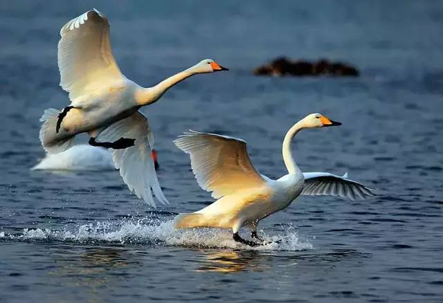 黄鹤楼是什么动物(黄鹤楼中的黄鹤是什么鸟)