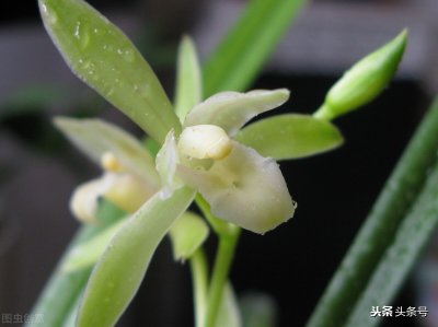 ​如何让兰花开花窍门 想要兰花开花，做好4点后，花开秀美满室香