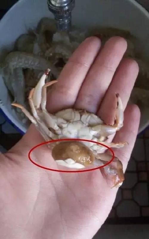 蒸螃蟹流出黑色的东西