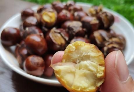 怎么板栗的果实不是黄色的