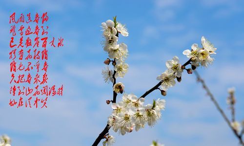 待到山花烂漫时，她在丛中笑,烂漫是什么意思