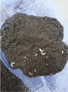 ​兰草花用什么肥料最好（自制兰花肥料最简单）