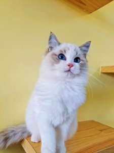 ​布偶海双蓝双怎么区分（布偶猫开脸失败图片）