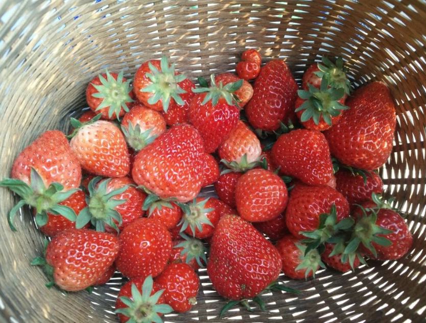 山竹是什么季节的水果（水果蔬菜自然成熟的时间表）