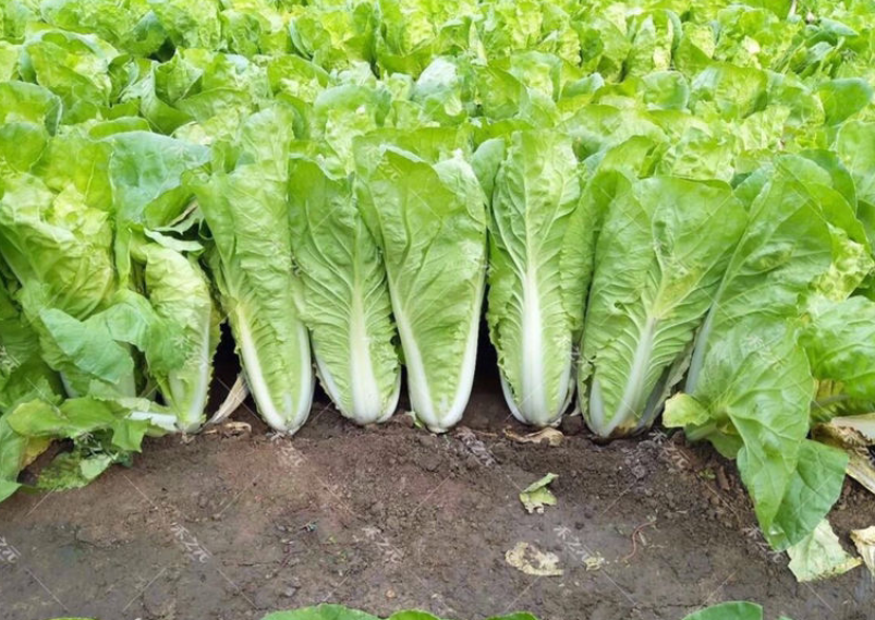 山竹是什么季节的水果（水果蔬菜自然成熟的时间表）