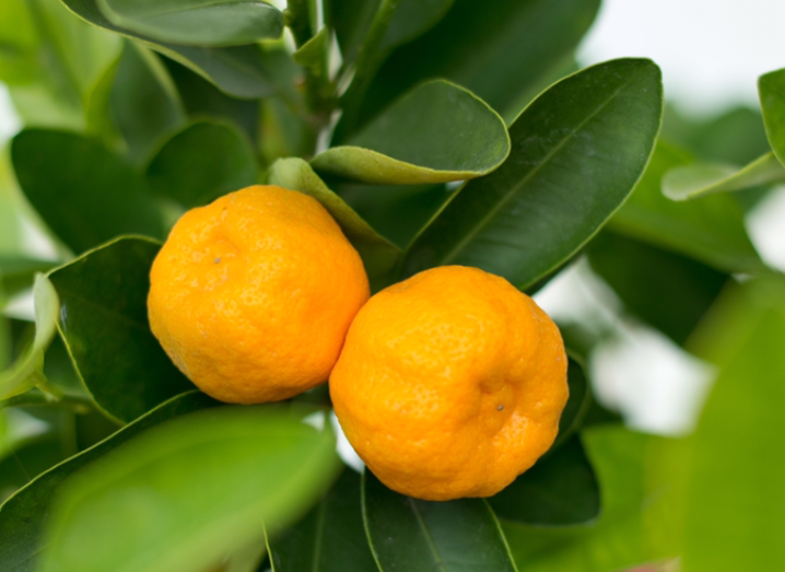 山竹是什么季节的水果（水果蔬菜自然成熟的时间表）