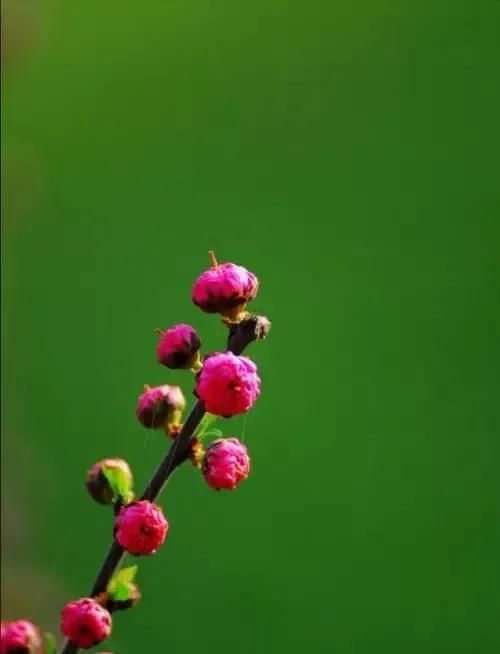 雷锋是怎么死的，为什么非要把白素贞压在雷锋塔里呢？就不能有一个完美的结局吗？图4