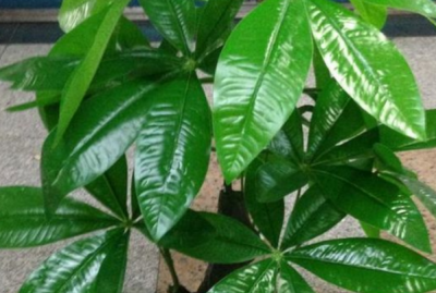 ​发财树移栽后几天能活 移栽后如何养护