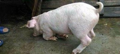 ​怀孕母猪可以打五号疫苗吗(怀孕母猪口蹄疫苗用法)