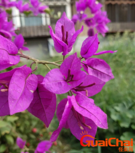 ​三角梅有什么价值？三角梅怎么养？