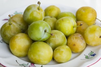 ​李子什么时候成熟可以吃（李子苗种植的李子水果什么时间吃最好？）