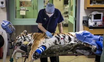 ​夜间出行的动物，有人说老虎常夜间行走潮湿阴暗山林，却几乎没有得风湿的先例