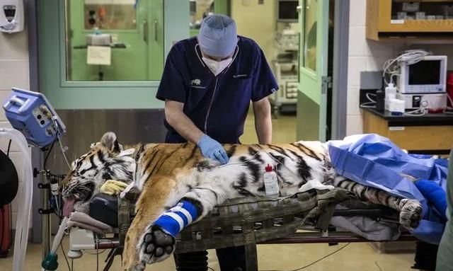 夜间出行的动物，有人说老虎常夜间行走潮湿阴暗山林，却几乎没有得风湿的先例，是因为它们有抗体吗？图1