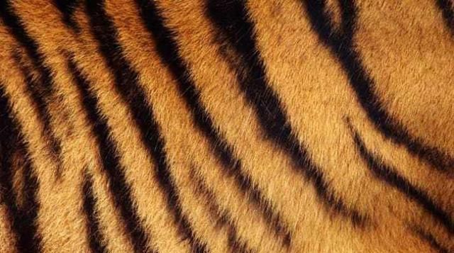 夜间出行的动物，有人说老虎常夜间行走潮湿阴暗山林，却几乎没有得风湿的先例，是因为它们有抗体吗？图6