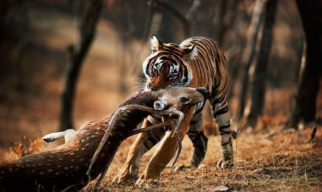 夜间出行的动物，有人说老虎常夜间行走潮湿阴暗山林，却几乎没有得风湿的先例，是因为它们有抗体吗？图8