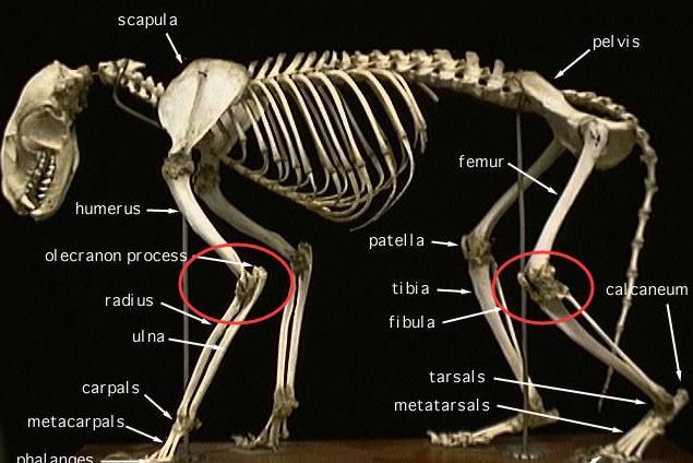 夜间出行的动物，有人说老虎常夜间行走潮湿阴暗山林，却几乎没有得风湿的先例，是因为它们有抗体吗？图4