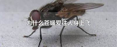 ​苍蝇为啥爱往人身上飞 为什么苍蝇爱往我身上飞