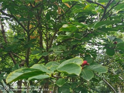 ​泰州适合养什么花，市花和市树是什么