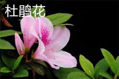 ​杜鹃花和三角梅的区别