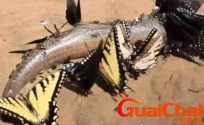 ​食人蝴蝶是否存在？食人蝴蝶名叫虎斑纹食肉蝶吗