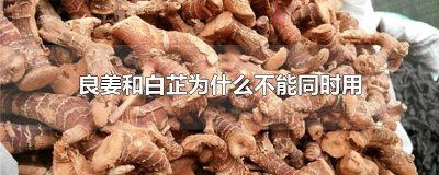 ​良姜和白芷为什么不能同时用