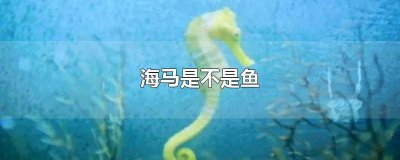 ​海马为什么属于鱼 海马是不是鱼类的