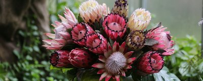 ​帝王花的养护