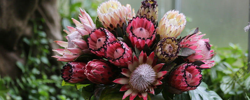 帝王花的养护(图1)