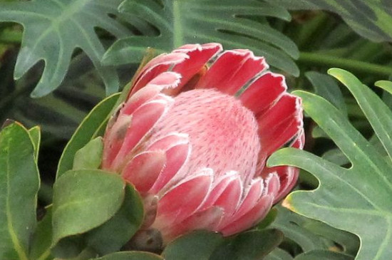 帝王花的养护(图4)