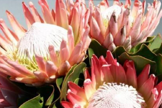 帝王花的养护(图3)