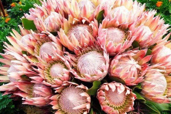 帝王花的养护(图2)