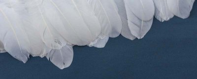 ​白羽绒是什么材质