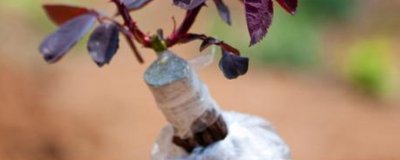 ​苗木嫁接方法