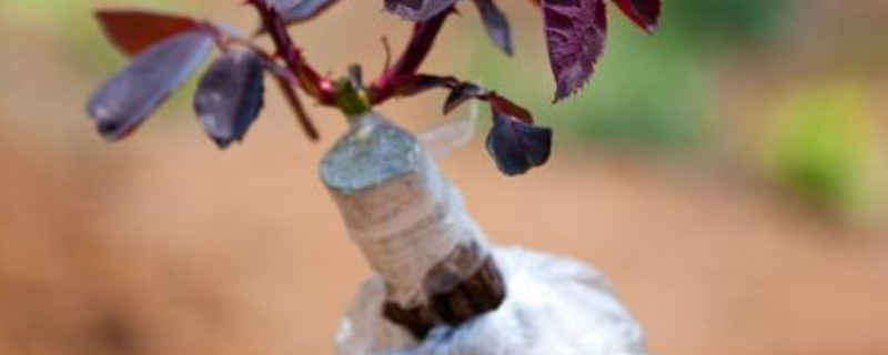 苗木嫁接方法(图1)