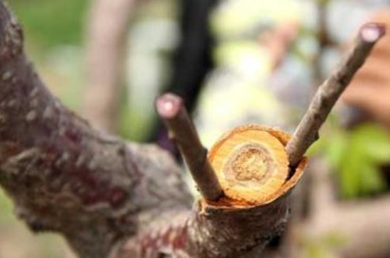 苗木嫁接方法(图2)