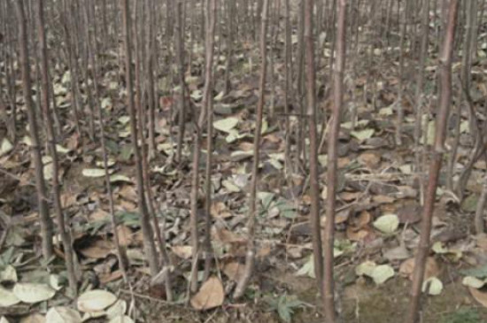 苗木嫁接方法(图4)