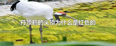 ​丹顶鹤的头顶为什么是红色的