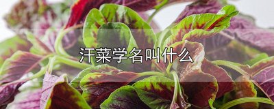 ​汗菜的红是什么 红汗菜为什么是红色的