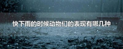 ​还有什么动物表现要下雨的样子 什么动物有什么表现是要下雨了