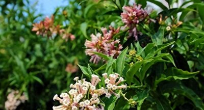 ​6种“招鬼花”，养着会“倒霉”，不是迷信，是过来人的经验！