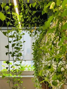 ​“一棵绿萝七个鬼”，老祖宗传下来的“顺口溜”，有科学依据吗？